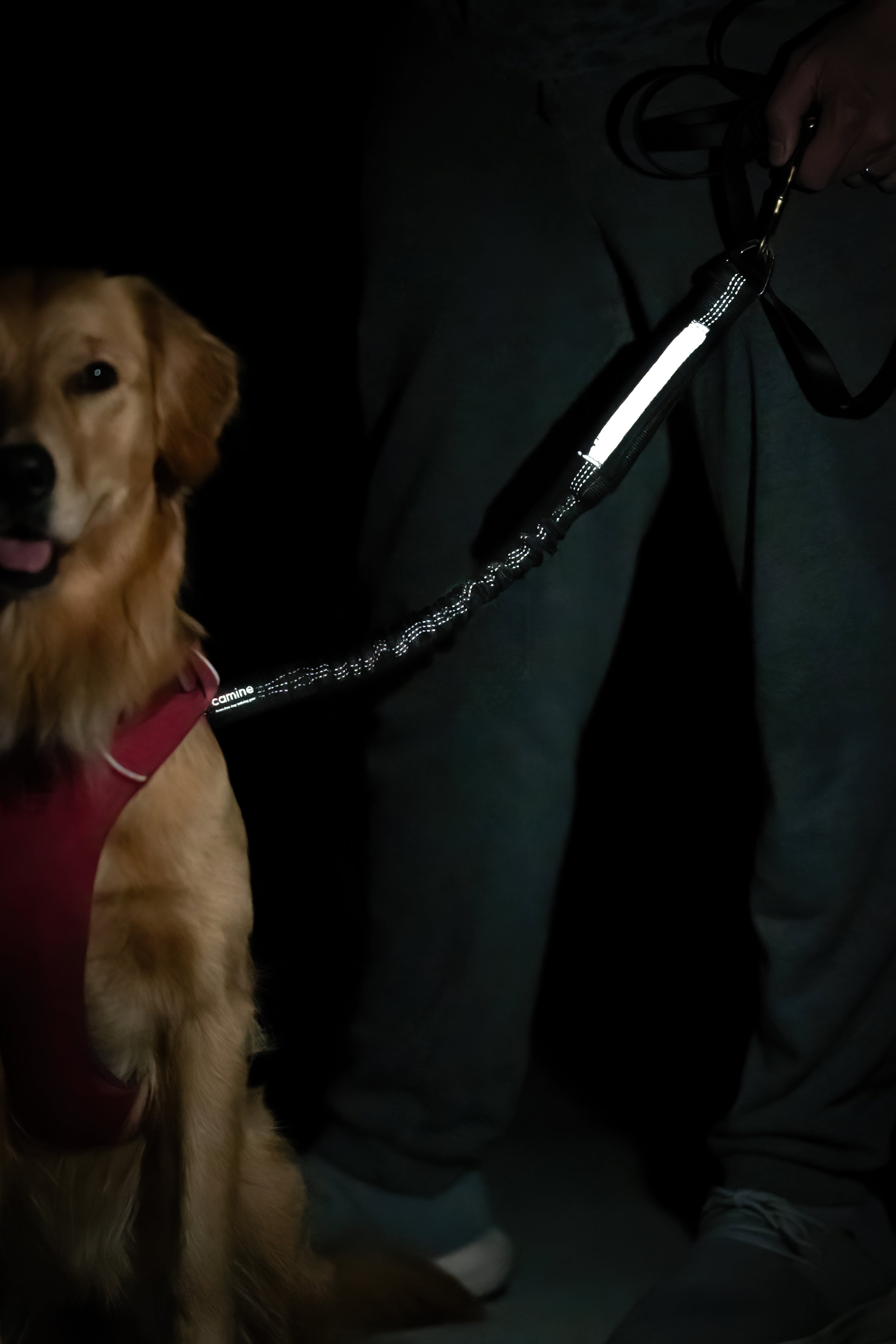 Multifunctional Bungee Leash Attachment